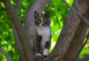 Katze in Gefahr: Fakten zur Tierrettung