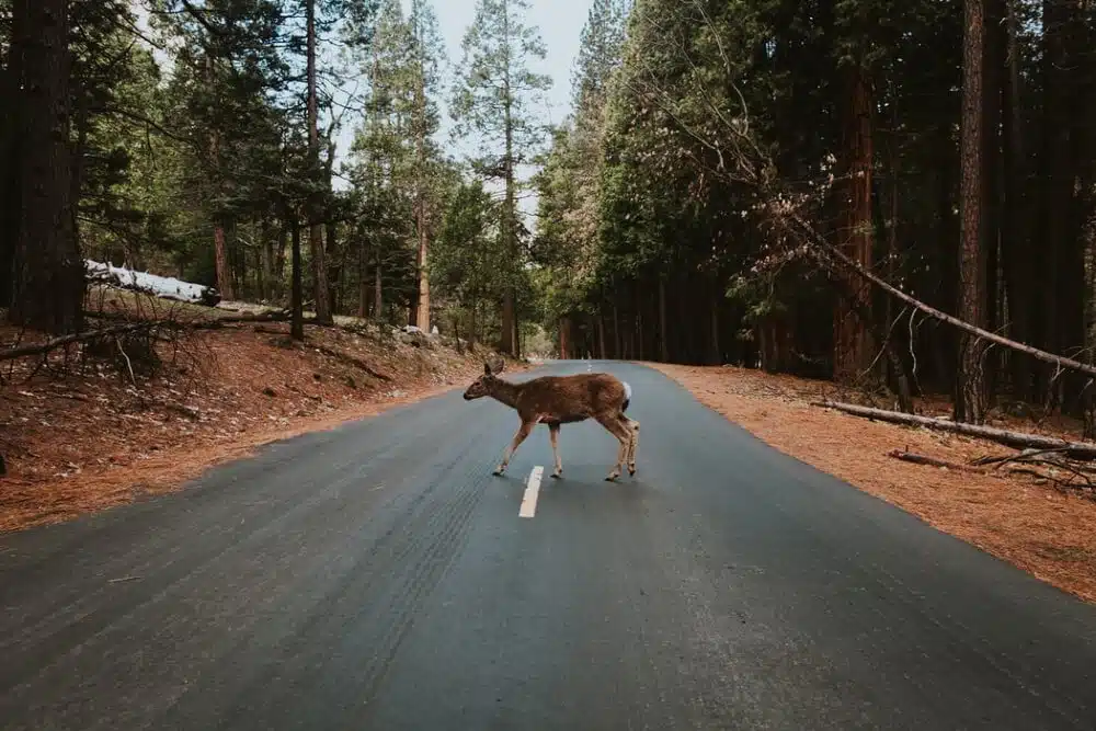 Im Herbst steigt die Gefahr durch Wildtierunfälle für Autofahrende wieder stark an.