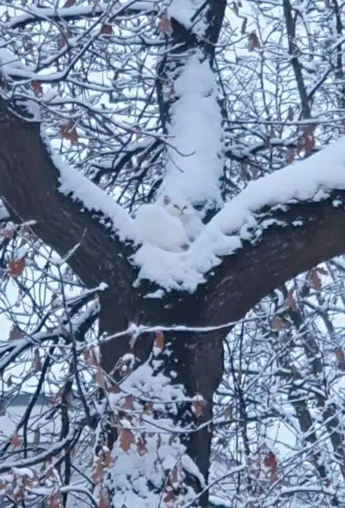 Weiße Katze in der verschneiten Baumkrone