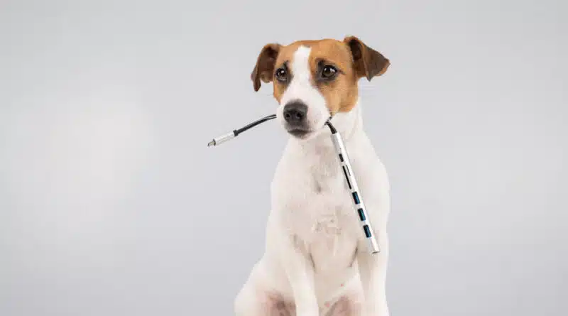 Symbolbild Akku-Gefahren Hund mit Kabel