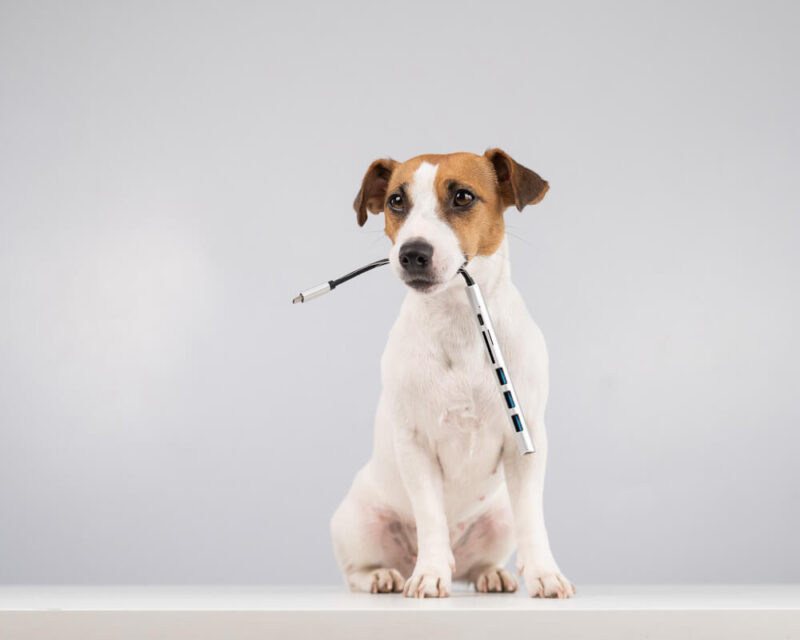 Symbolbild Akku-Gefahren Hund mit Kabel