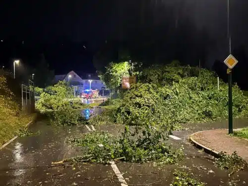 Umgestürzte Bäume auf einer Straße