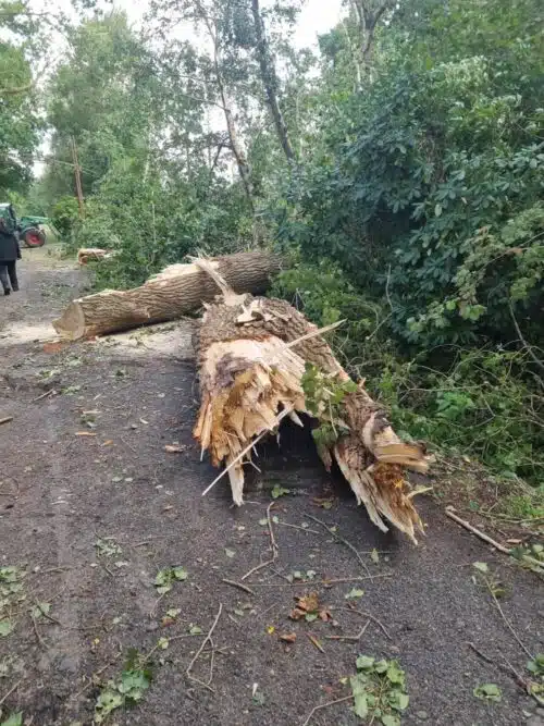 Abgeknickter Baum