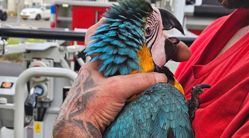 Papagei Sissi auf dem Arm des Besitzers