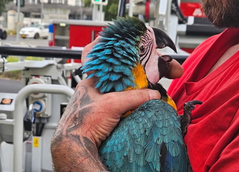 Papagei Sissi auf dem Arm des Besitzers