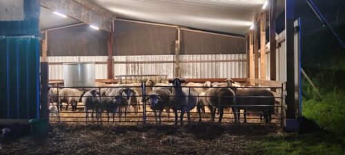 Um die Schafe keinem weiteren Stress auszusetzen, verzichtete man darauf, den Stall zu evakuieren und kontrollierte stattdessen die Luftqualität in ihren Unterbringungen. Foto: Fw Grevenbroich