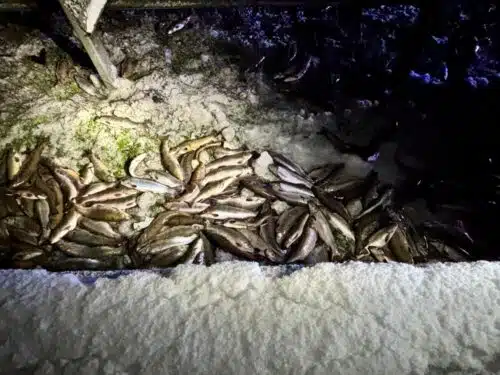 Für die Fische kam jede Hilfe zu spät. Über 7000 Tiere verendeten am Unfallort. Foto: Feuerwehren der Samtgemeinde Sittensen.