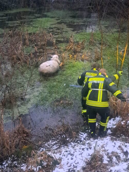 Von Flucht keine Spur. Das Schaf konnte sich nicht mehr rühren, sodass die Einsatzkräfte sich gut nähern konnten. Foto: Feuerwehr Breckerfeld