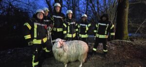 Noch etwas zerzaust, aber wieder im trockenen. Das Schaf hat den Einsatz unverletzt überstanden. Foto: Feuerwehr Breckerfeld.