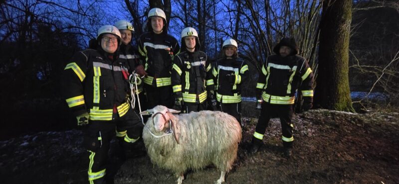 Noch etwas zerzaust, aber wieder im trockenen. Das Schaf hat den Einsatz unverletzt überstanden. Foto: Feuerwehr Breckerfeld.