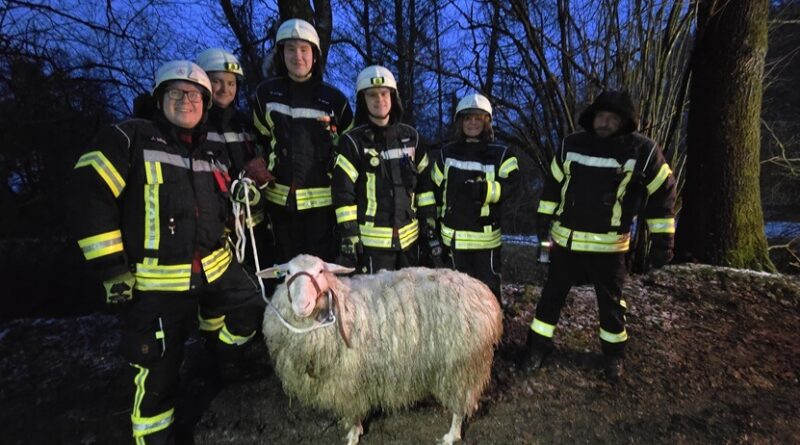 Noch etwas zerzaust, aber wieder im trockenen. Das Schaf hat den Einsatz unverletzt überstanden. Foto: Feuerwehr Breckerfeld.