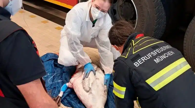 Die Fahrzeughalle tut's im Notfall auch: Die Tierärztin konnte die Blutung stoppen und den schwerverletzten Patienten stabilisieren. Foto: Feuerwehr München