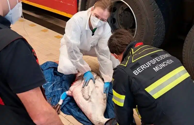 Die Fahrzeughalle tut's im Notfall auch: Die Tierärztin konnte die Blutung stoppen und den schwerverletzten Patienten stabilisieren. Foto: Feuerwehr München