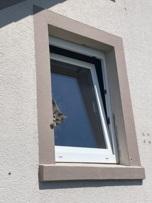 Katze klemmt im Kippfenster