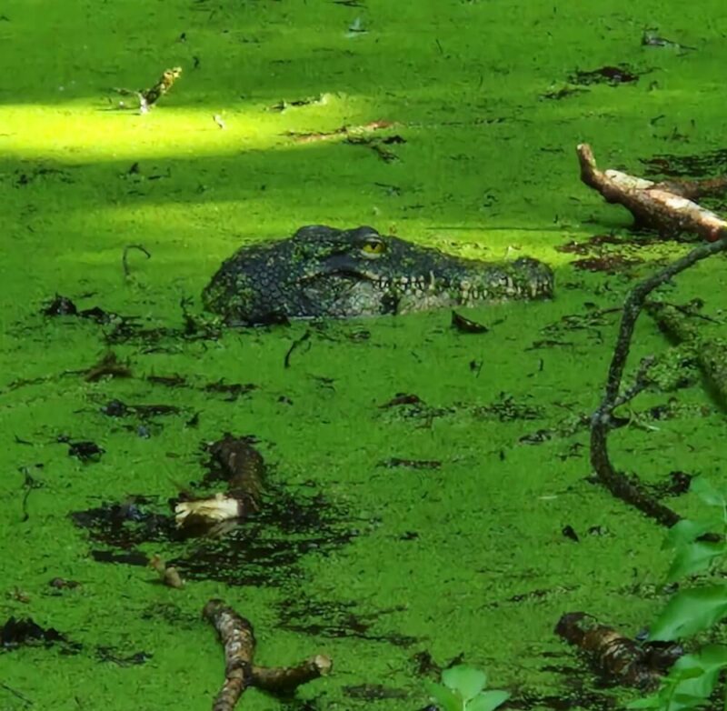 Schreck in der Morgenstunde: In einem Tümpel am Bodenseeufer wurden Spaziergänger auf den Kopf eines Krokodils aufmerksam. (Foto: Feuerwehr Konstanz)