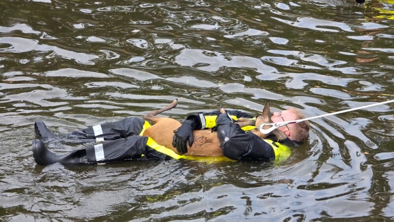 Fest im Griff: Bei einer Tierrettung befreiten Wasserretter der Feuerwehr Celle ein Reh aus einem Regenrückhaltebecken. (Foto: Freiwillige Feuerwehr Celle)