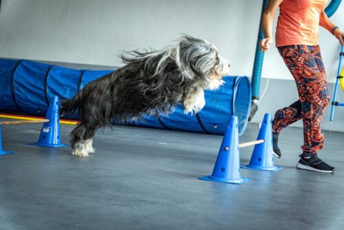 Da fliegt der Bart: Beim Hindernisparcours zeigt dieser Bearded Collie, was er kann. (Foto: Feuerwehr der Stadt Arnsberg)