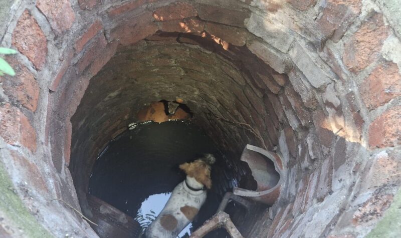Blick in den Kanalschacht: Eines der Tiere befindet sich bereits an einer gut erreichbaren Stelle, das andere muss erst noch herausgelockt werden. (Foto: Feuerwehr Dinslaken)