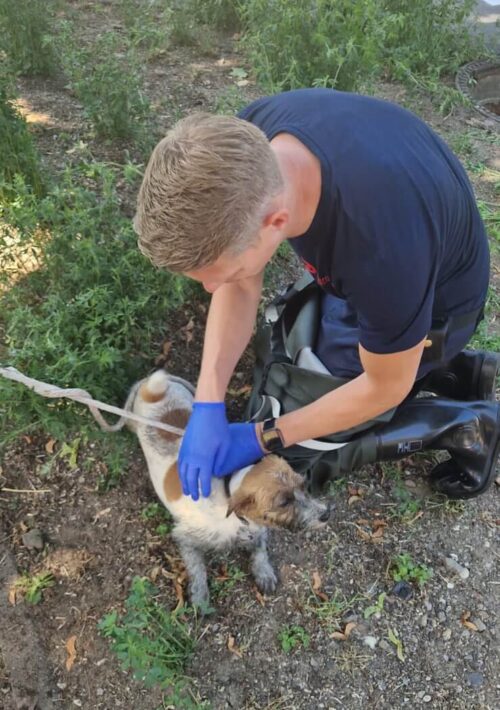 Glücklich gerettet: Der kleine Hund konnte ohne größere Schwierigkeiten aus dem Kanalschacht gehoben werden. (Foto: Feuerwehr Dinslaken)