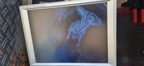 Gefangen im Rohr: Auf dem Monitor der Kanalkamera des Fahrzeugs zur Kanalkontrolle erkennen die Einsatzkräfte einen jungen Fuchs, der sich tief in die Kanalisation zurückgezogen hat. (Foto: Feuerwehr Dinslaken)