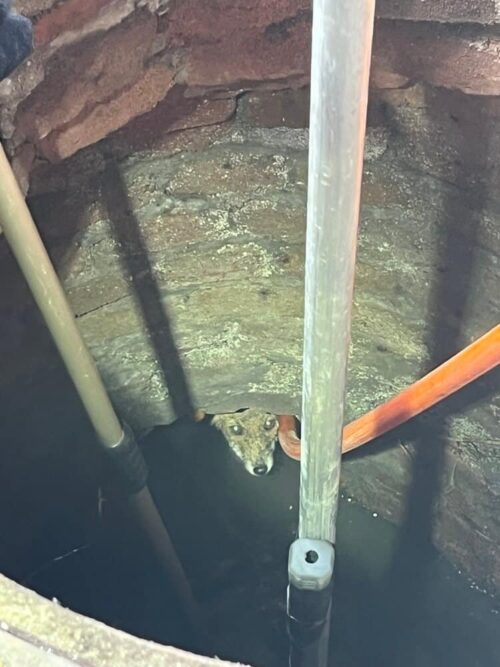 Kurz vor der Befreiung: Verängstigt lugt der Fuchs aus dem Rohr hervor. (Foto: Feuerwehr Dinslaken)