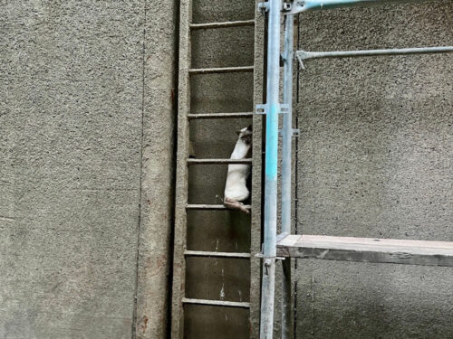 Ende eines nächtlichen Ausflugs: Eingeklemmt zwischen Leiter und Schleusenwand, befindet sich Kater Carlos in einer verzweifelten Lage. (Foto: FF Hünxe)