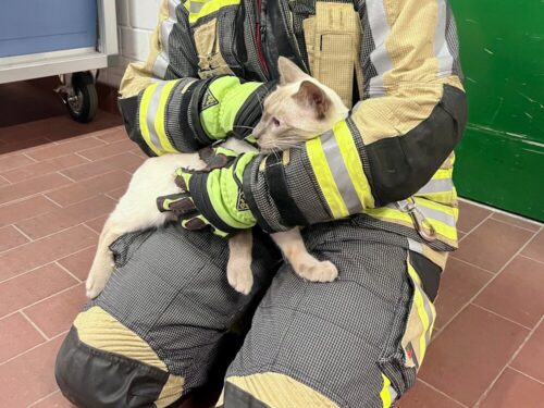 Erfolgreich gerettet: Kater Carlos wirkt noch etwas verwirrt und erschöpft. Kurz nach seiner Befreiung konnte er seinem Besitzer übergeben werden. (Foto: FF Hünxe)