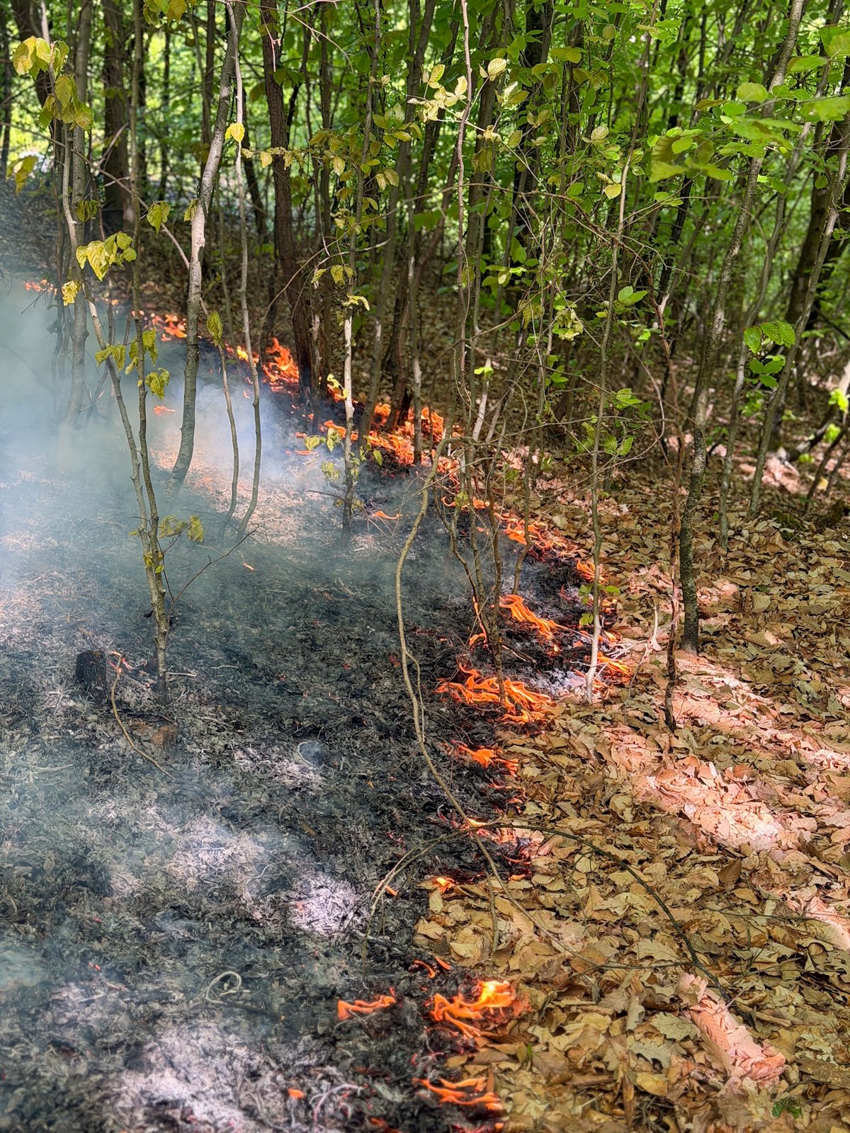 Flammen im Wald: Eine aufmerksame Spaziergängerin hatte die Rauchausbreitung bemerkt. (Foto: Feuerwehr Stuttgart)
