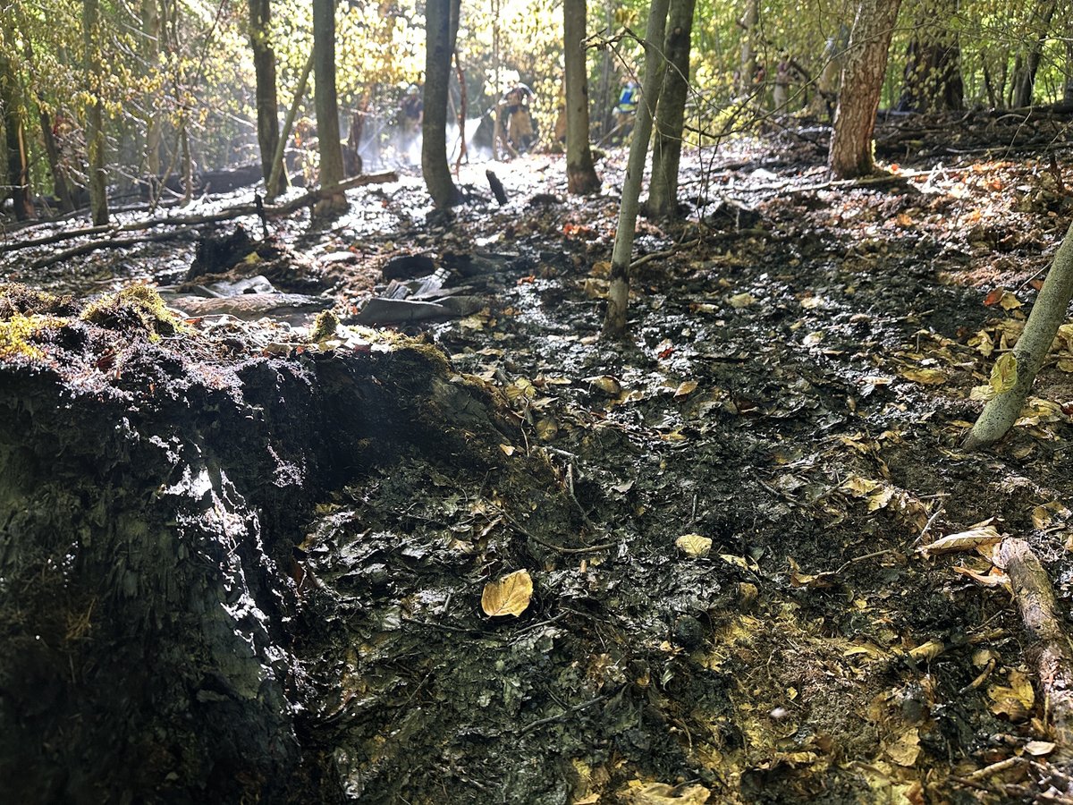 Trauriger Anblick: Verbrannter Waldboden an der Einsatzstelle. (Foto: Feuerwehr Stuttgart)